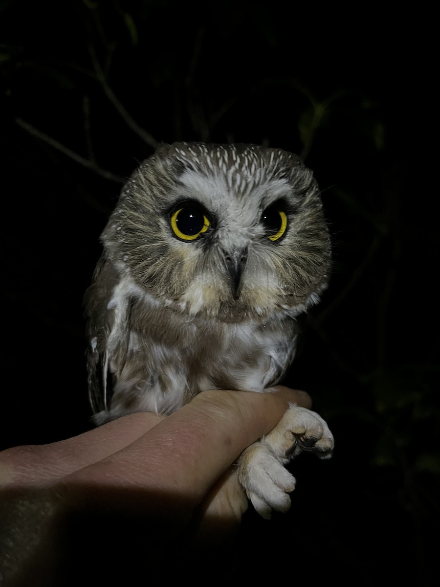 Northern Saw-whet Owl - ML640428352