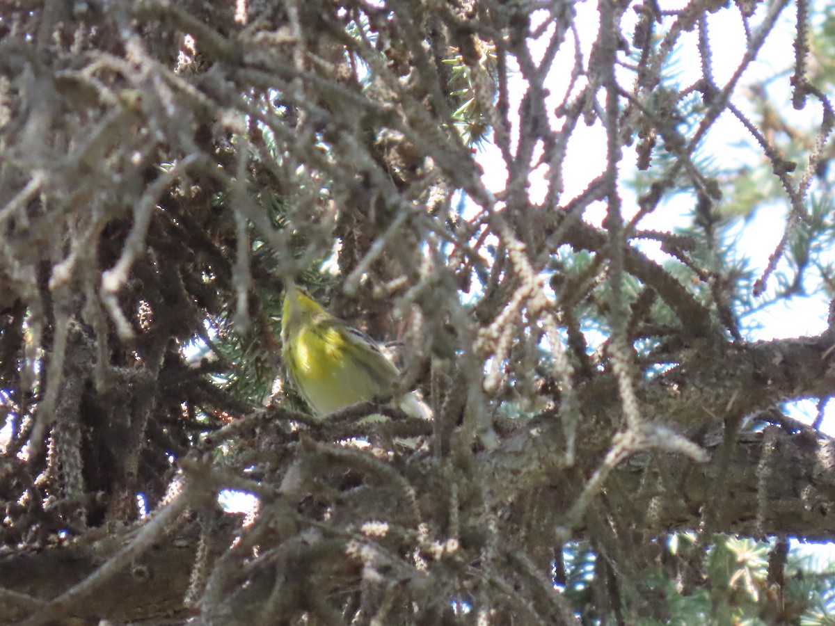 Townsend's Warbler - ML640428392