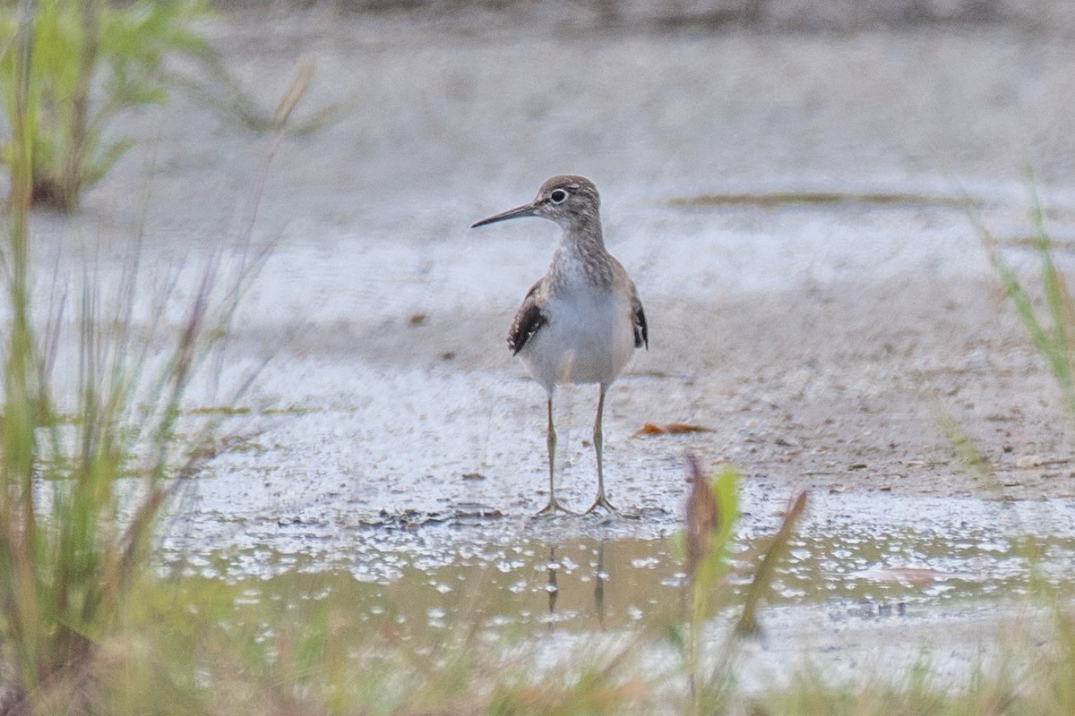 Solitary Sandpiper - ML640428438