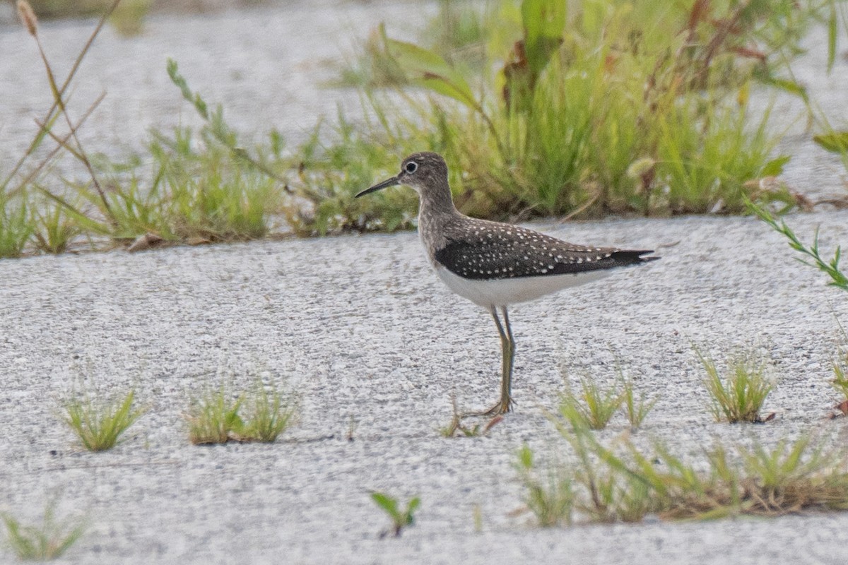 Solitary Sandpiper - ML640428439