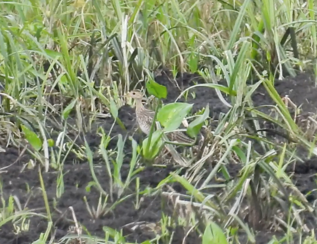 Upland Sandpiper - ML640428440