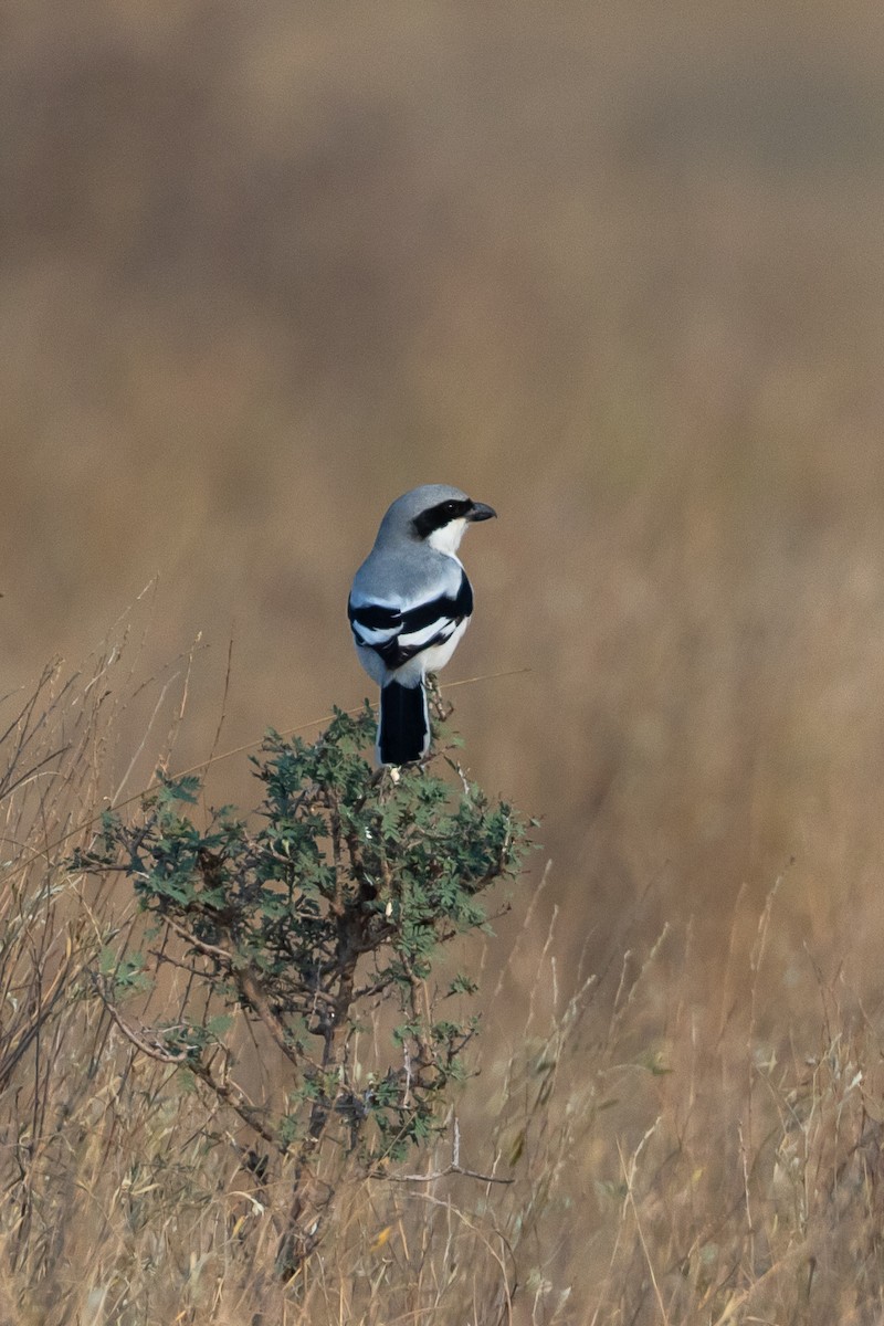 Great Gray Shrike - ML640428479