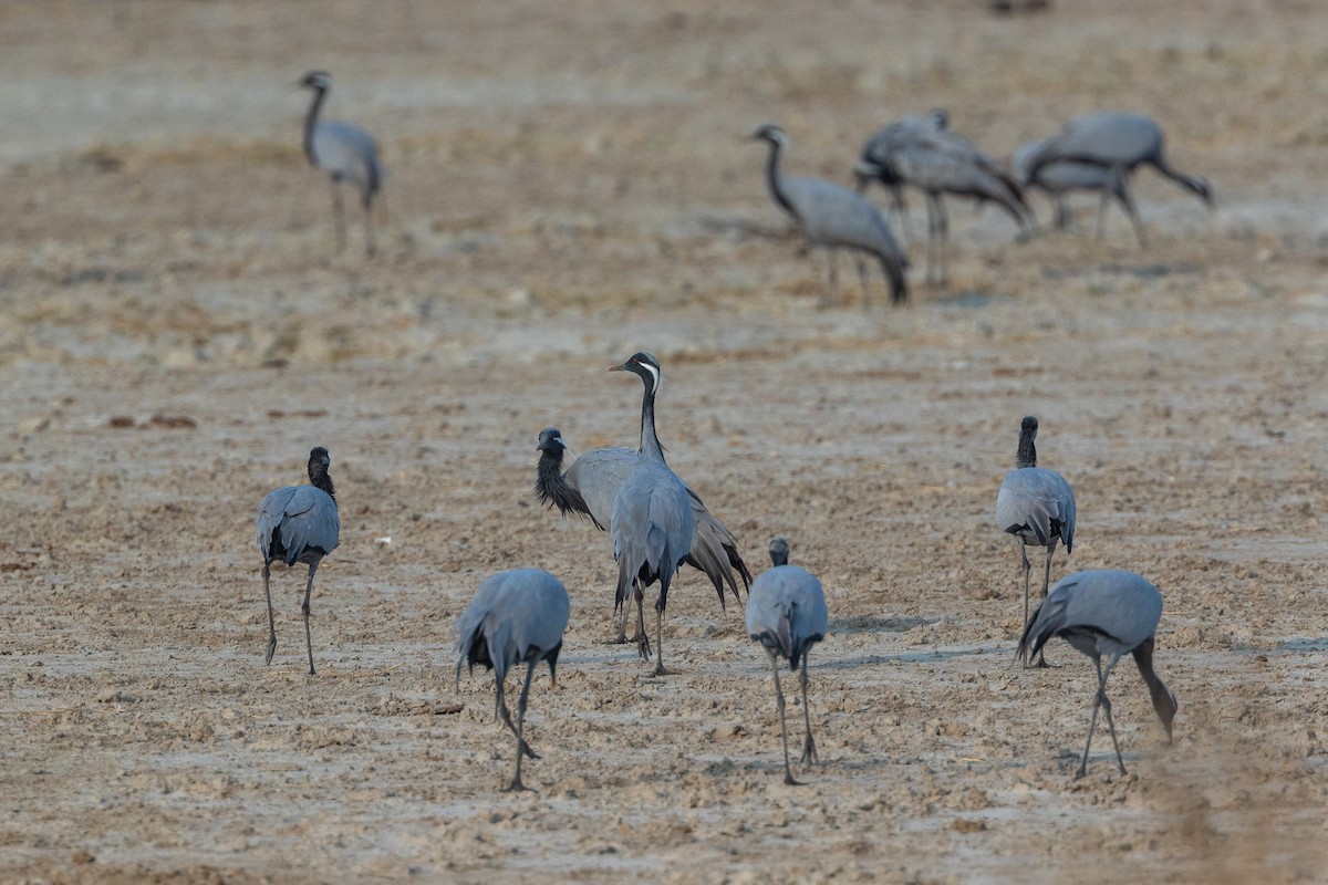 Demoiselle Crane - ML640428482
