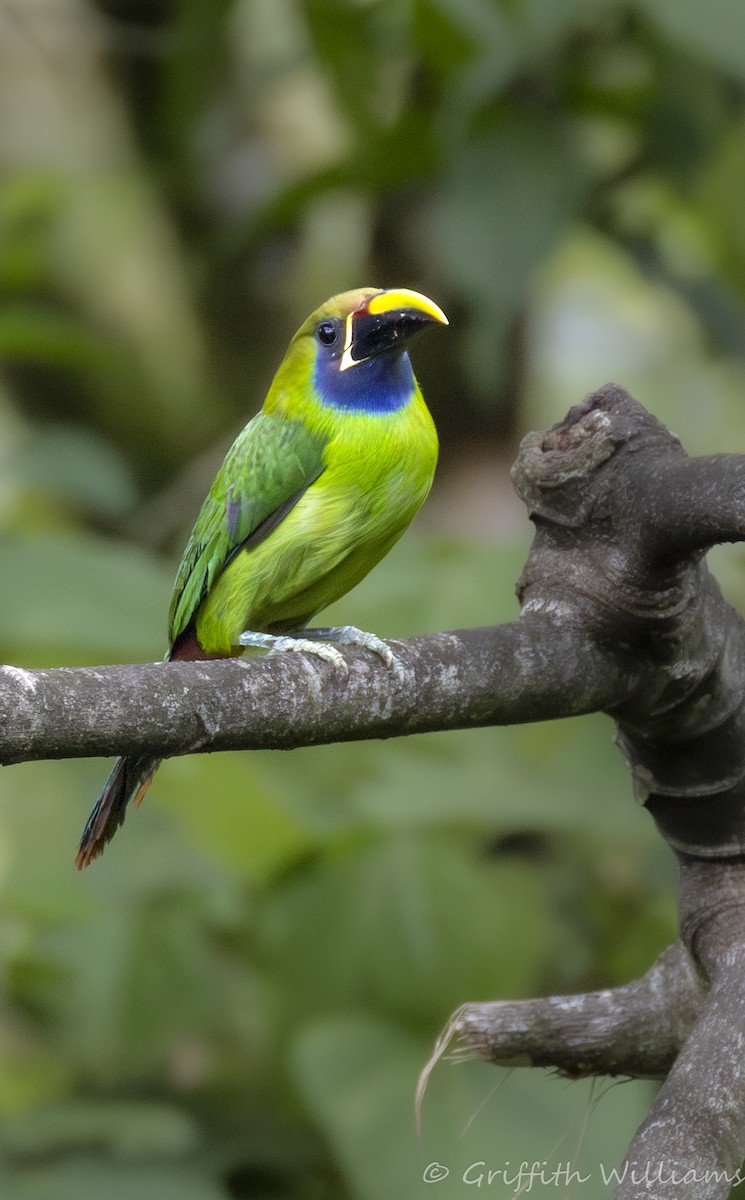Northern Emerald-Toucanet - ML640428508