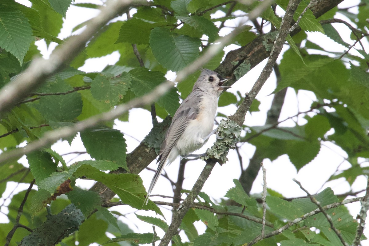 Tufted Titmouse - ML640428526