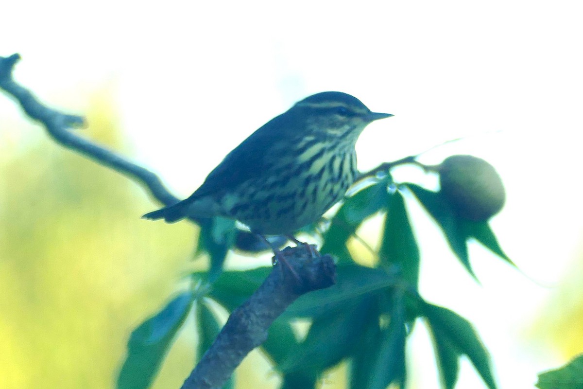 Northern Waterthrush - ML640428529