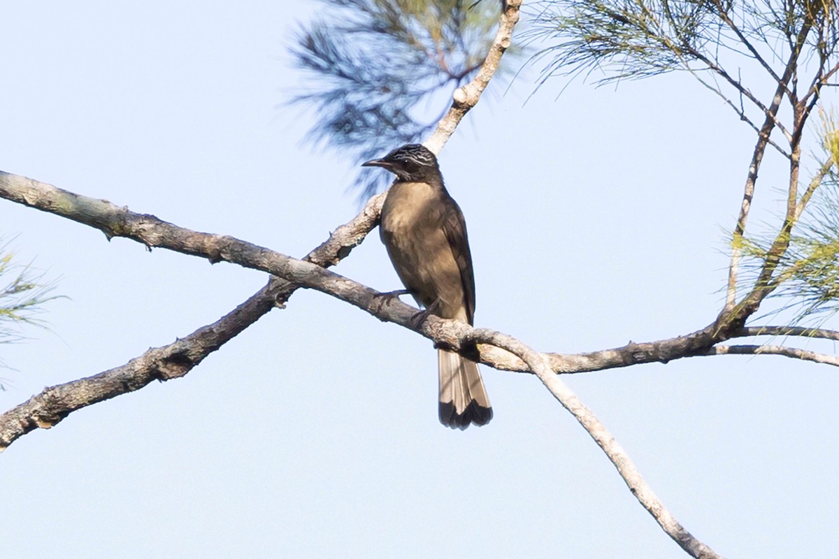 Streak-headed Honeyeater - ML640428554