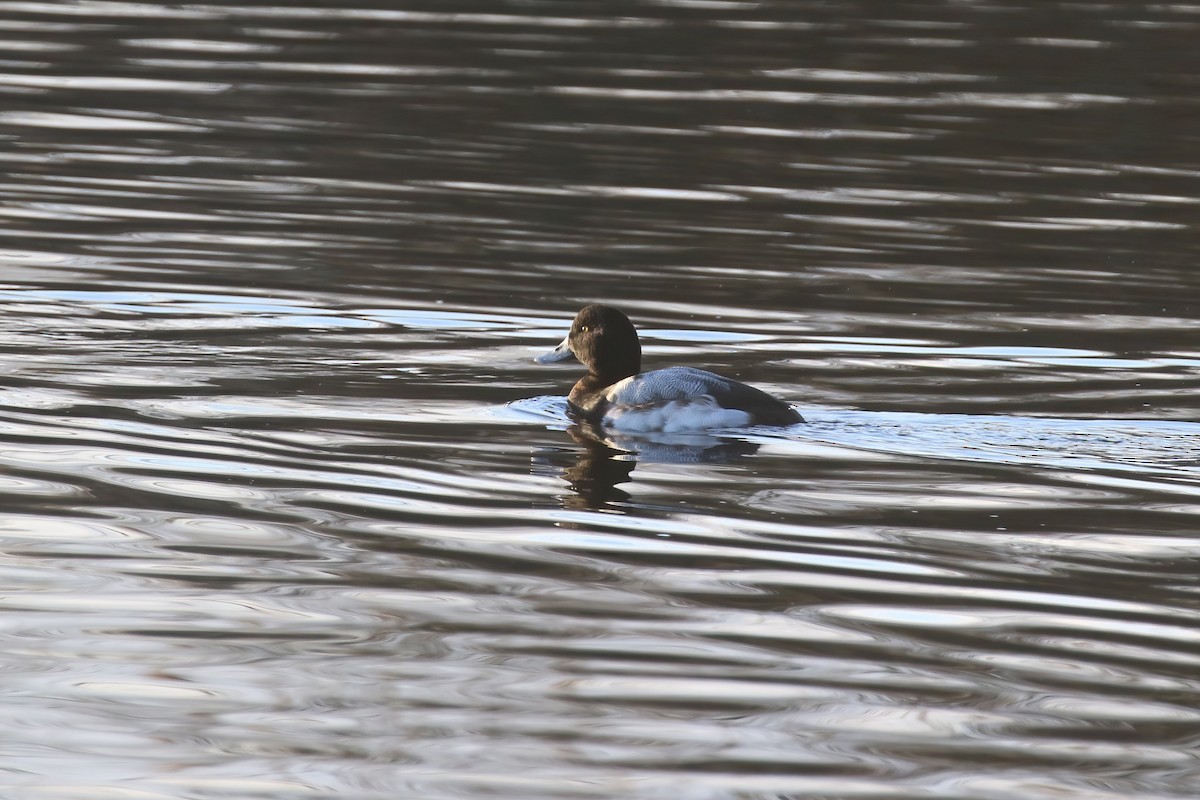 Greater Scaup - ML640428591