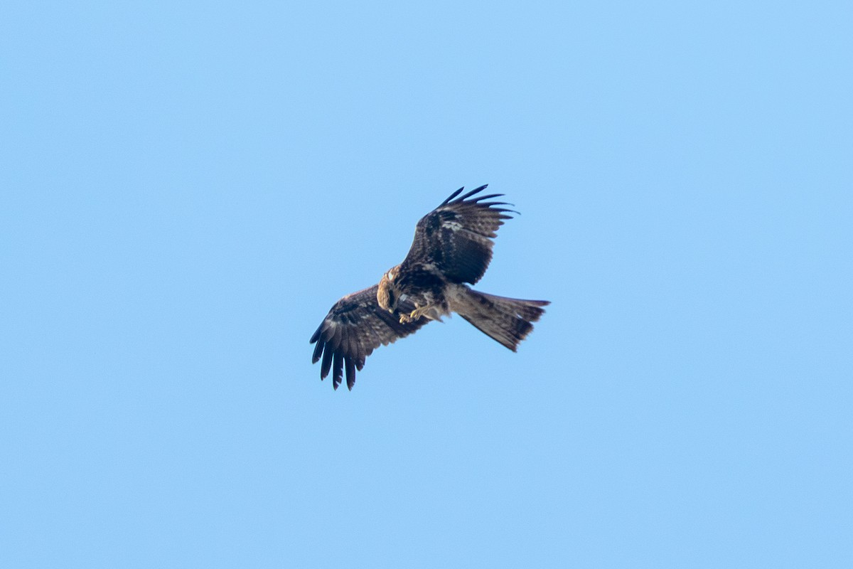 Black Kite - ML640428592