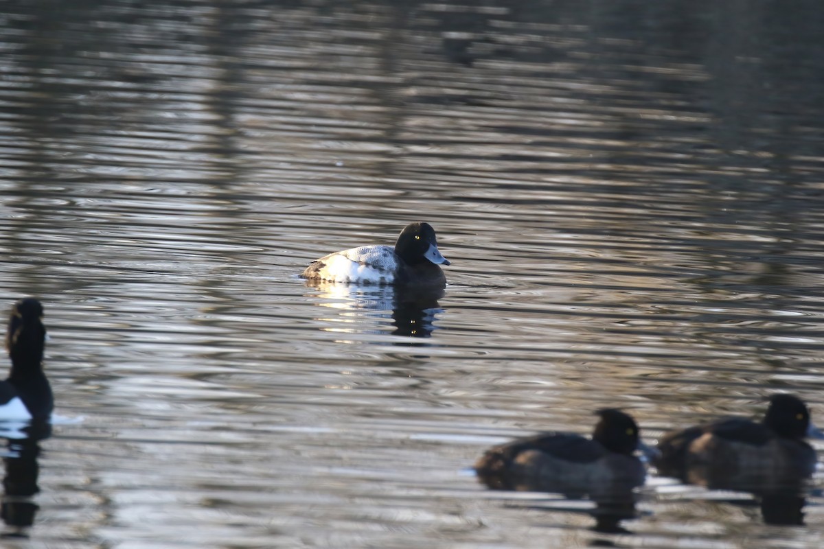 Greater Scaup - ML640428594