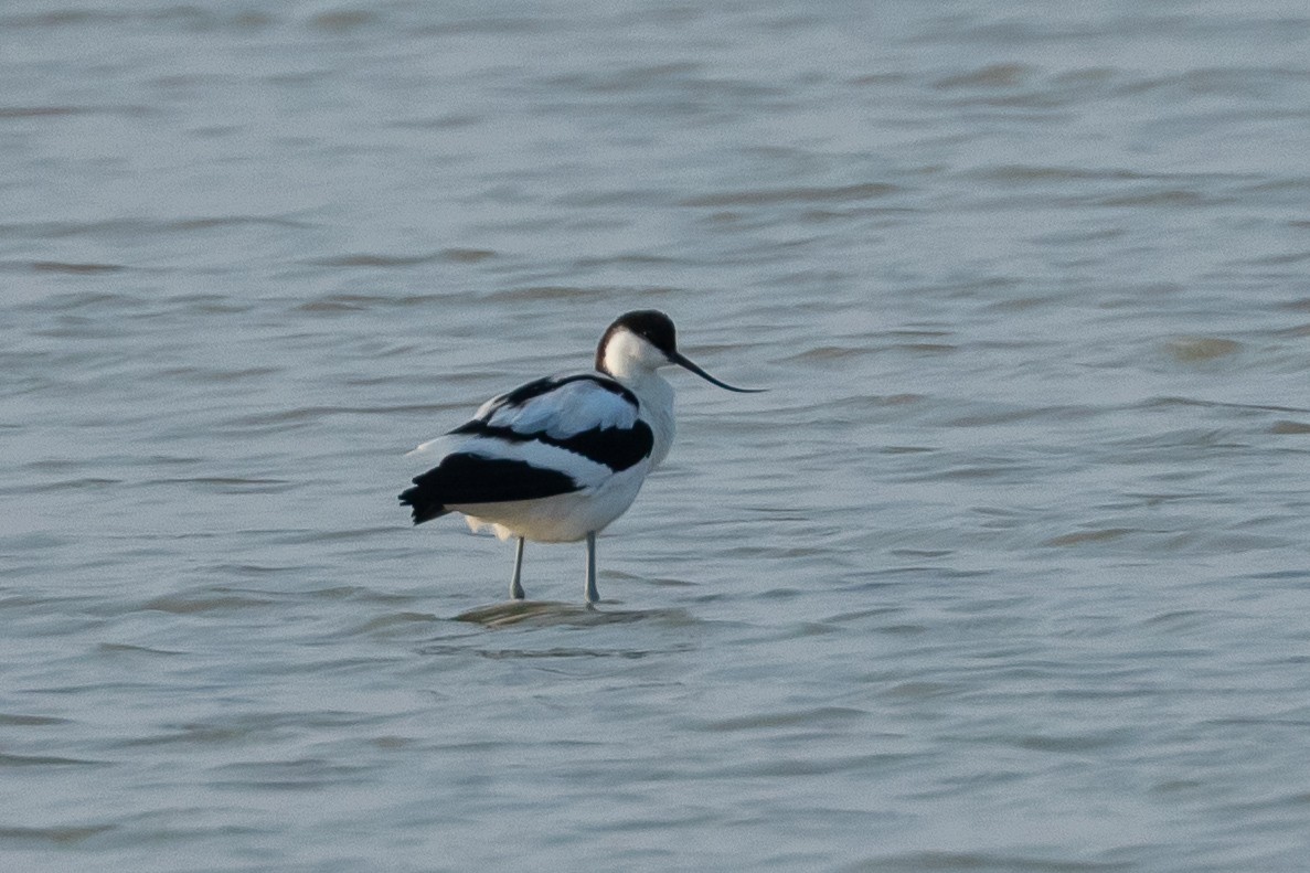 Pied Avocet - ML640428599