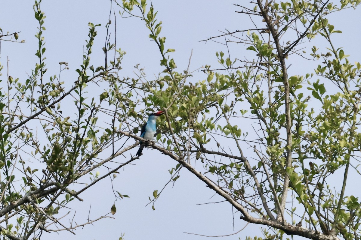 Blue-breasted Kingfisher - ML640428601