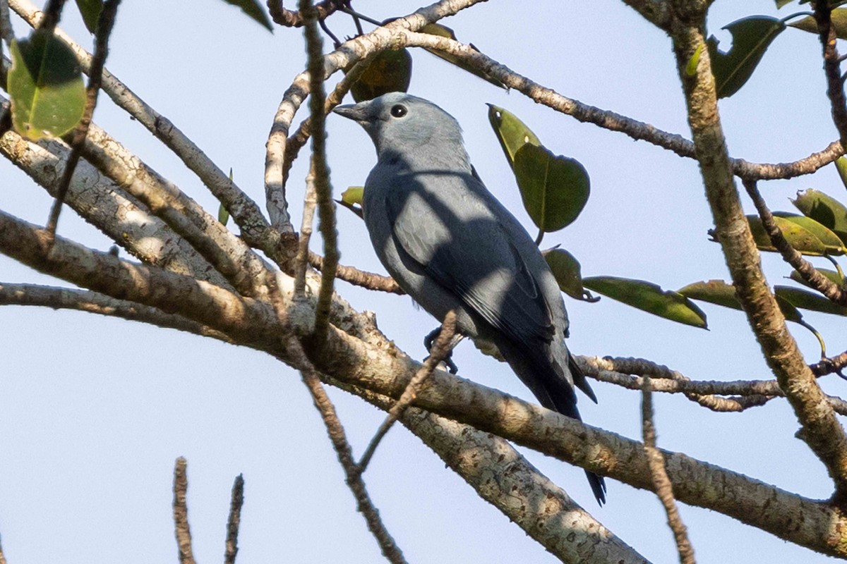Boyer's Cuckooshrike - ML640428604