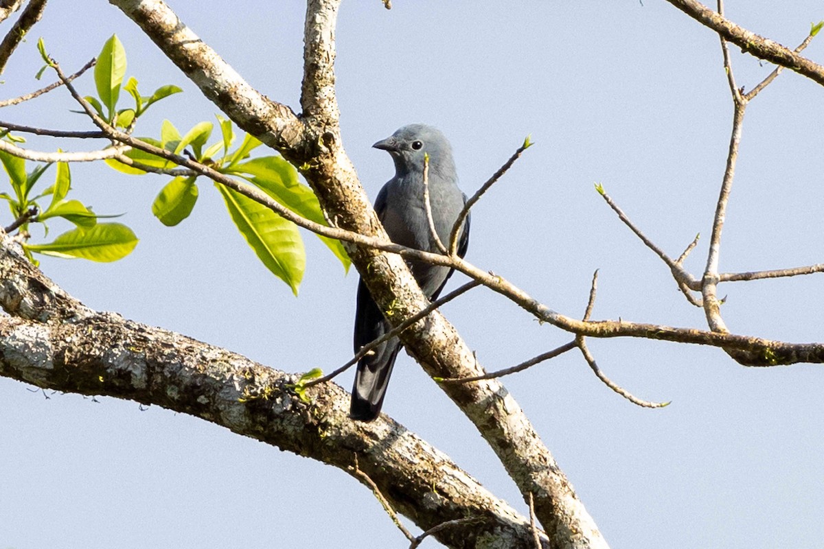 Boyer's Cuckooshrike - ML640428610