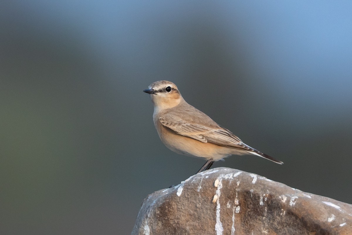 Isabelline Wheatear - ML640428636