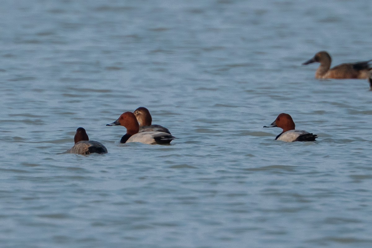 Common Pochard - ML640428659