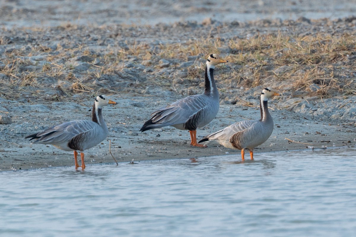 Bar-headed Goose - ML640428673