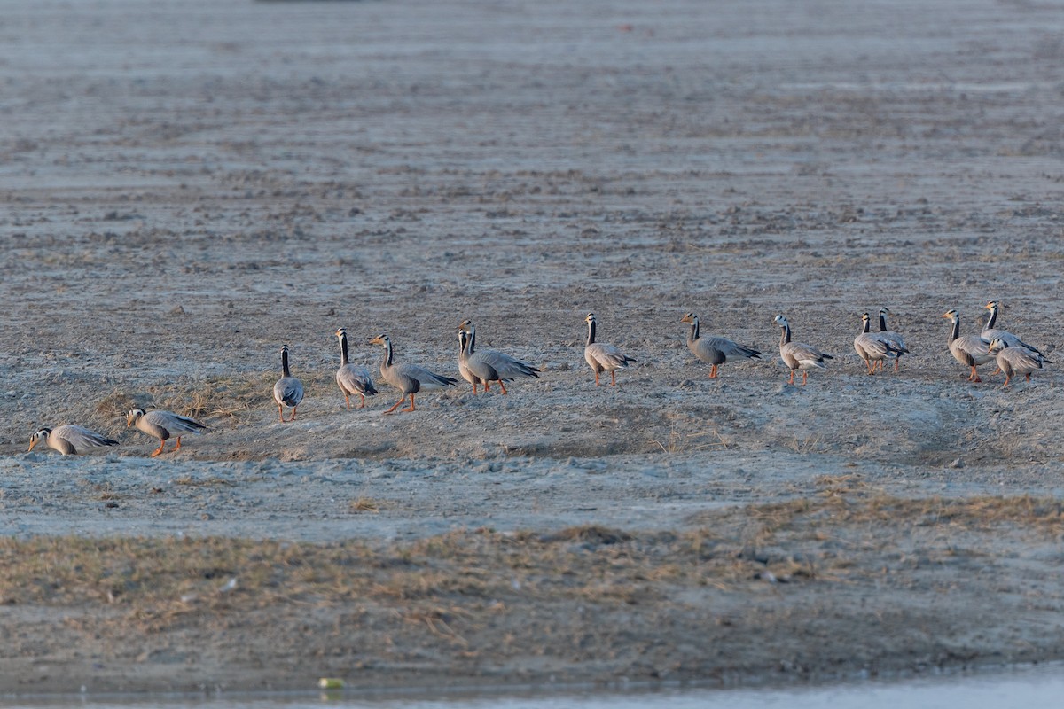 Bar-headed Goose - ML640428687