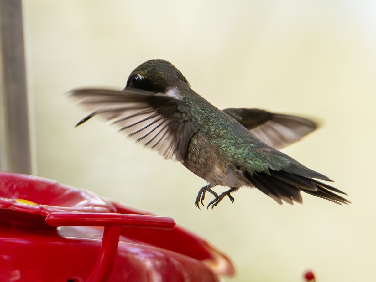 Black-chinned Hummingbird - ML640428694