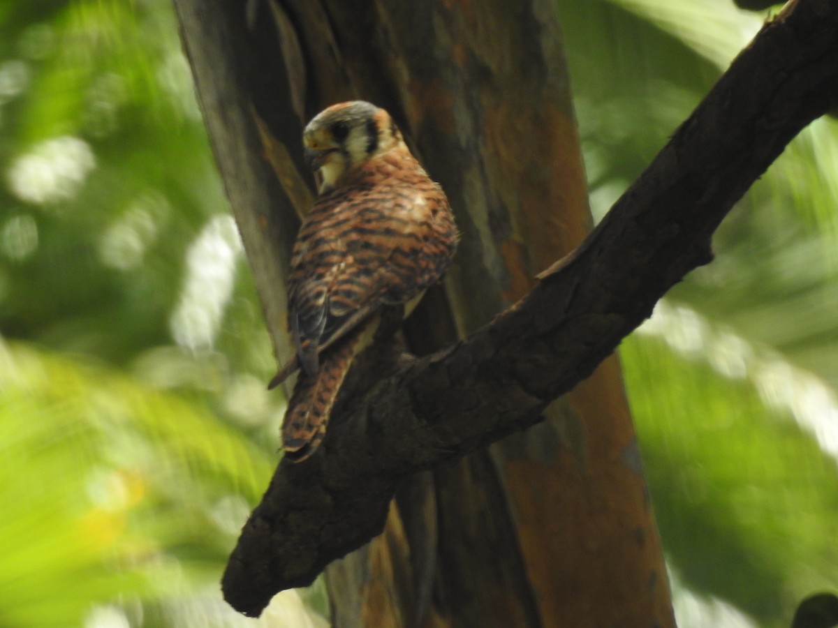American Kestrel - ML640428695