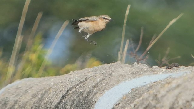 Northern Wheatear - ML640428711