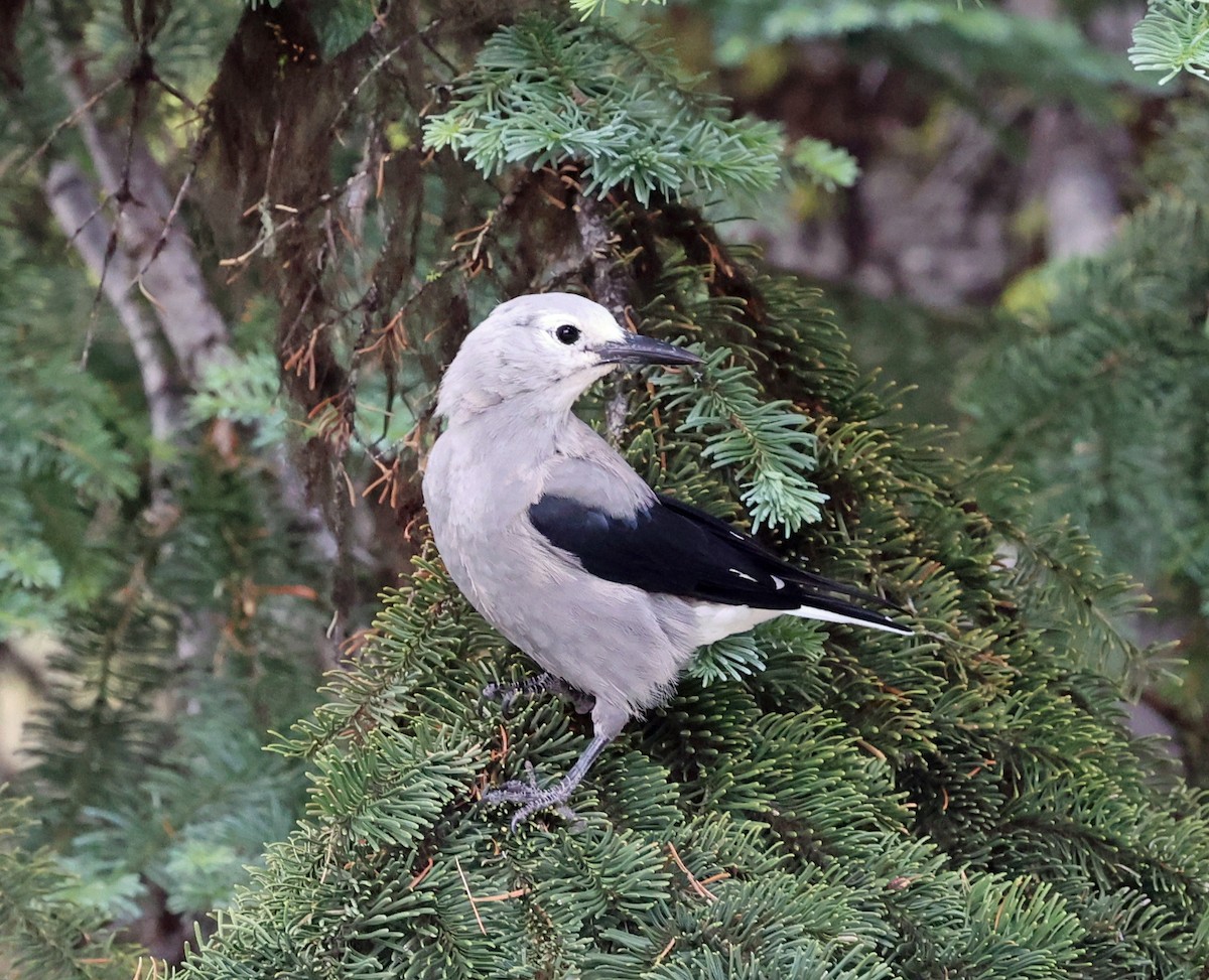 Clark's Nutcracker - ML640428732