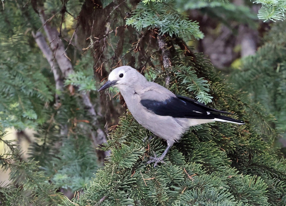 Clark's Nutcracker - ML640428738