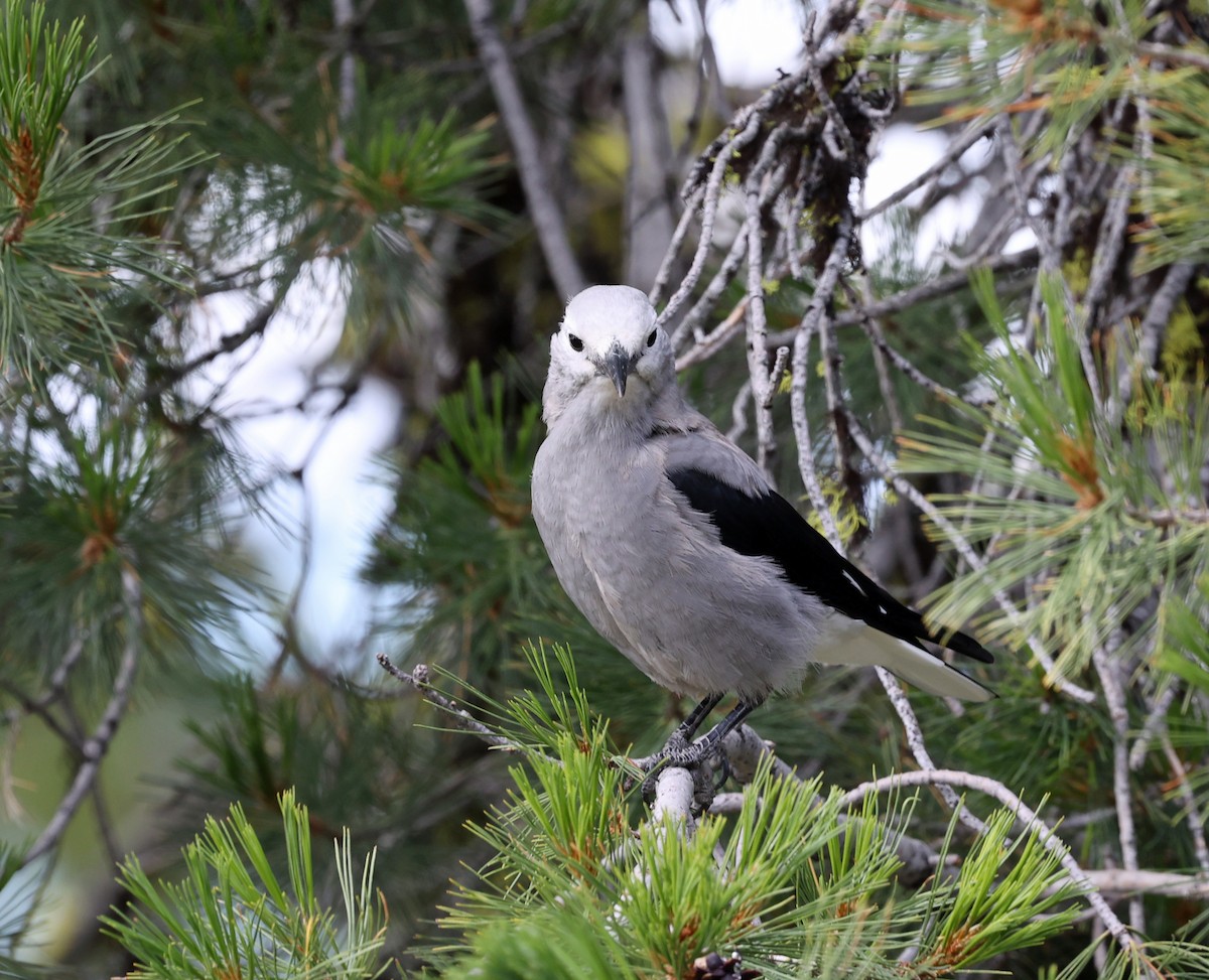 Clark's Nutcracker - ML640428751