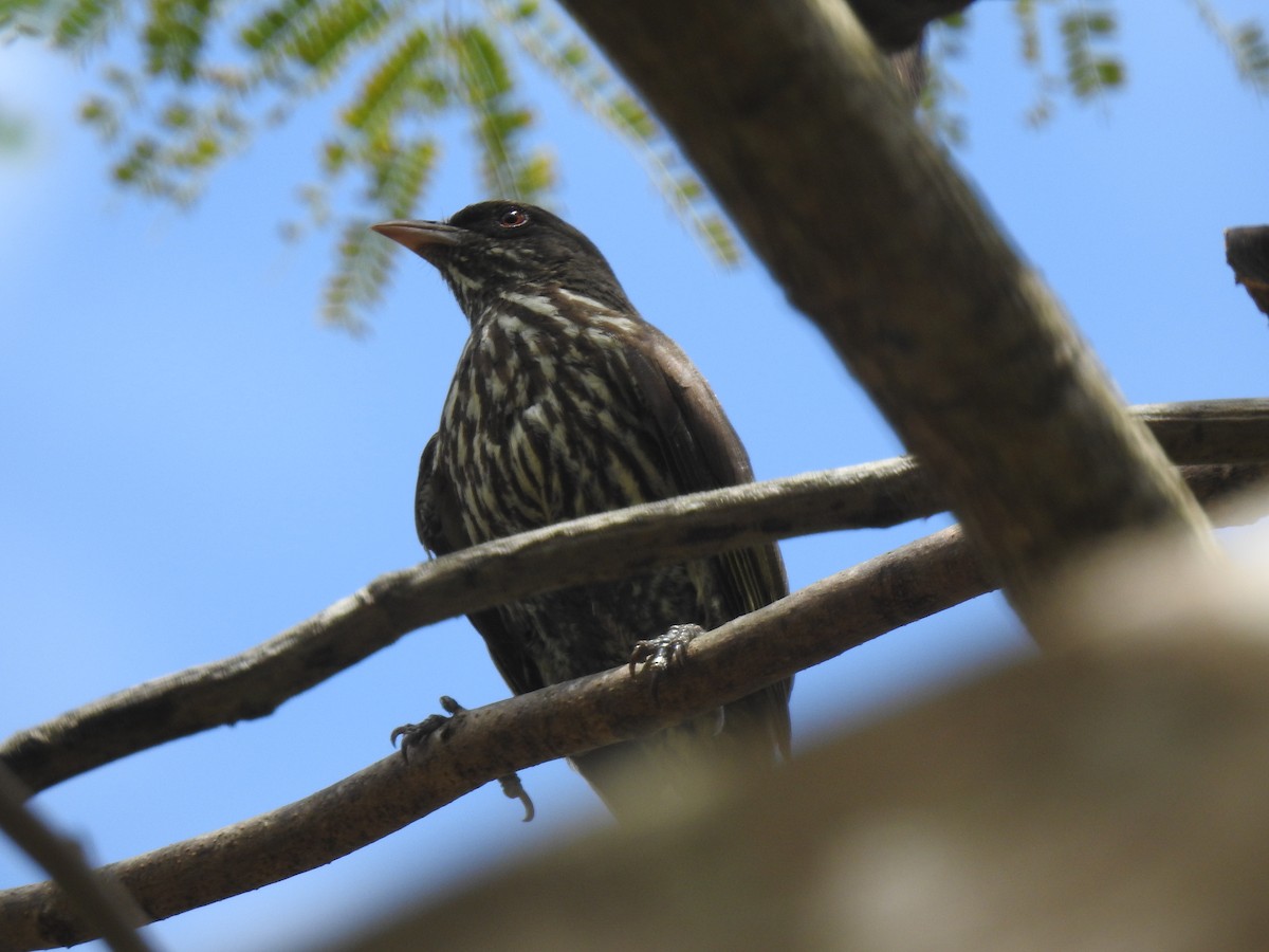 Palmchat - ML640428776