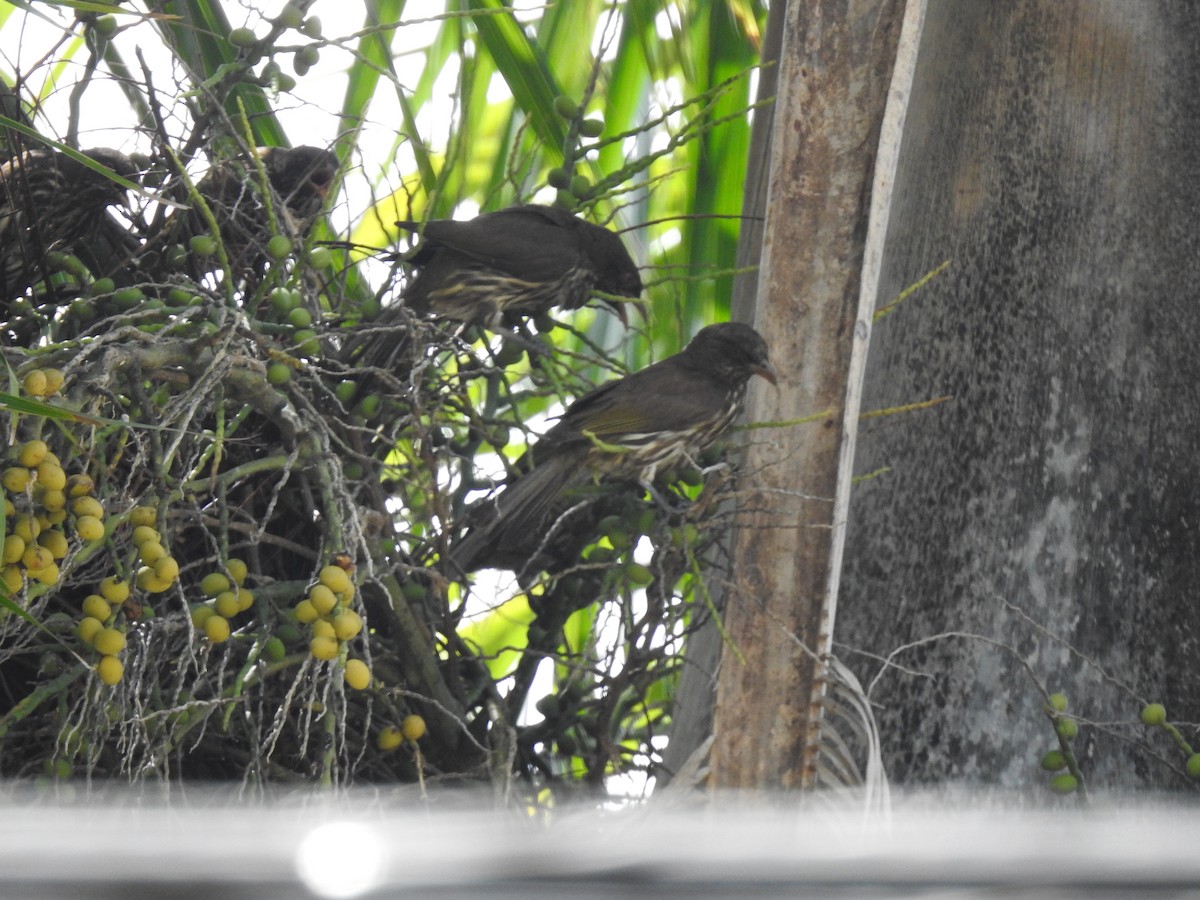 Palmchat - ML640428781