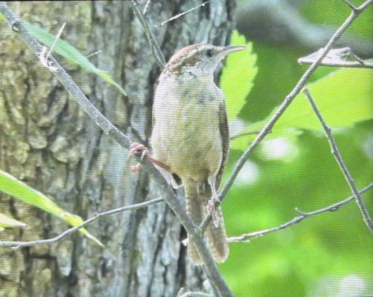 Carolina Wren - ML640428807