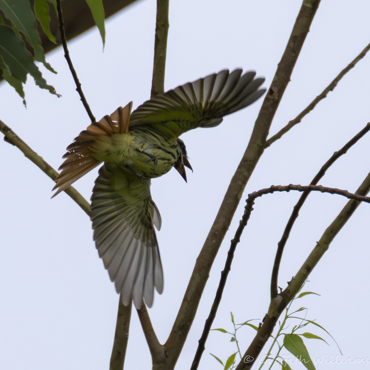 Sulphur-bellied Flycatcher - ML640428830
