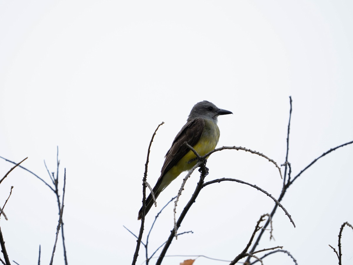 Tropical Kingbird - ML640428982