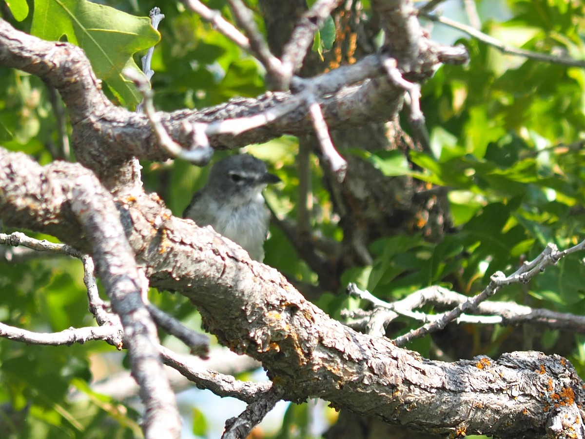 Plumbeous Vireo - ML640428991
