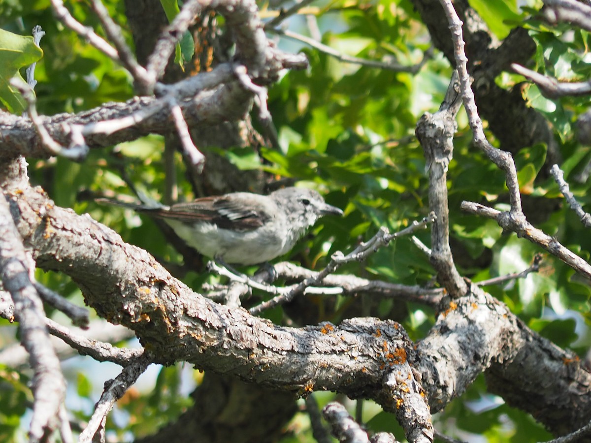 Plumbeous Vireo - ML640428992