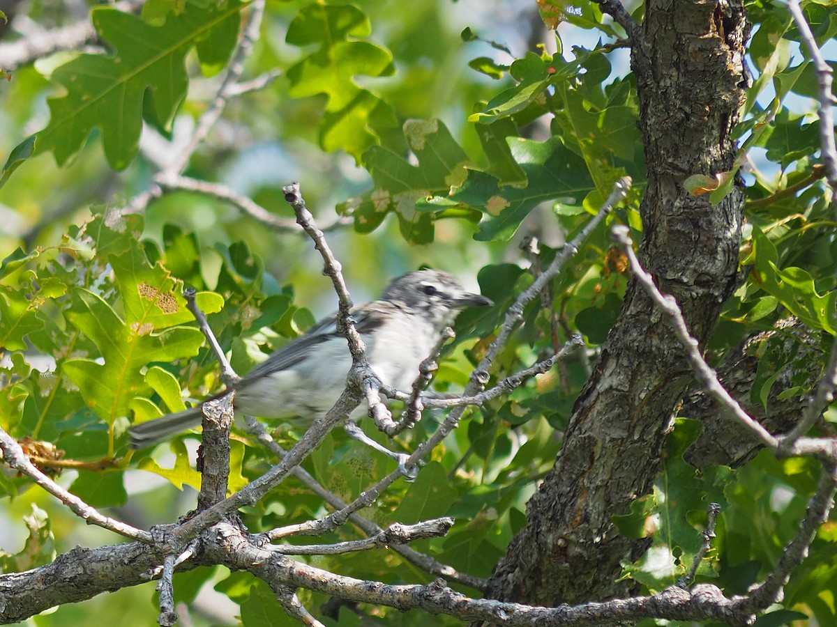 Plumbeous Vireo - ML640428993