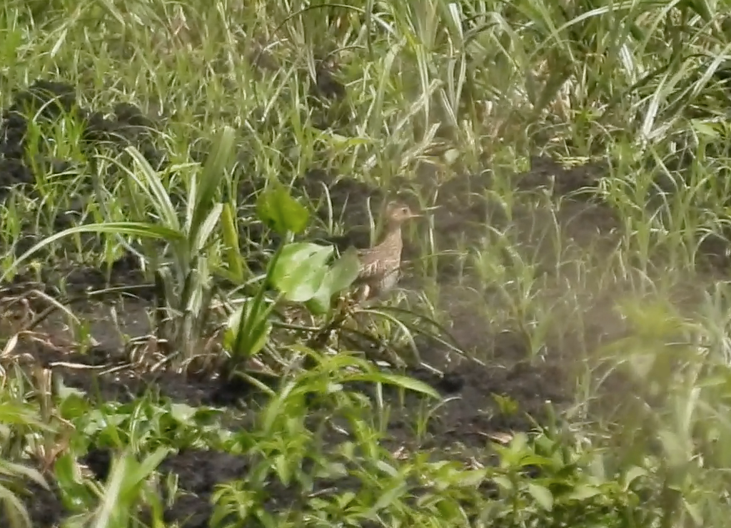 Upland Sandpiper - ML640428998