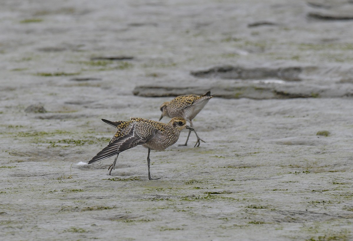 アメリカムナグロ - ML640429010