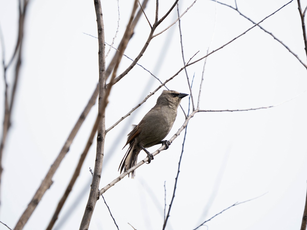 Grayish Baywing - ML640429011