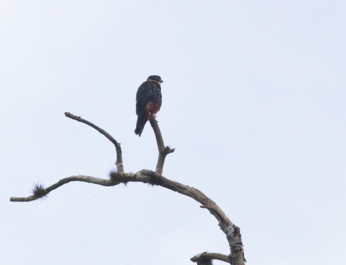 Bat Falcon - ML640429023