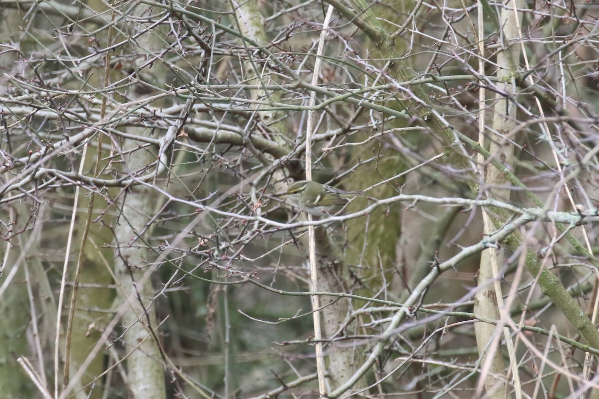 Pallas's Leaf Warbler - ML640429039