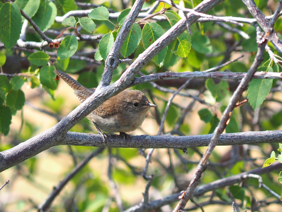 Northern House Wren - ML640429048
