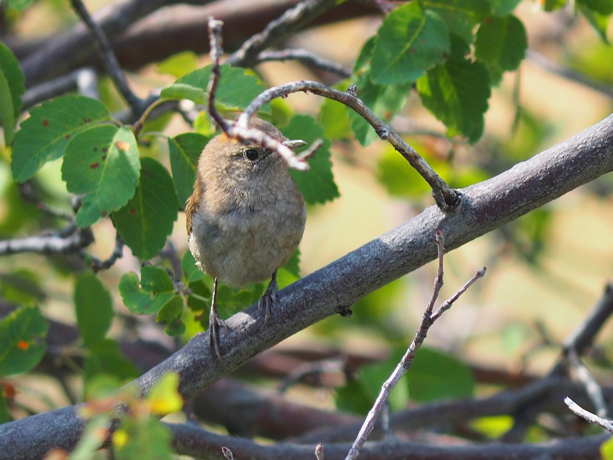 Northern House Wren - ML640429049