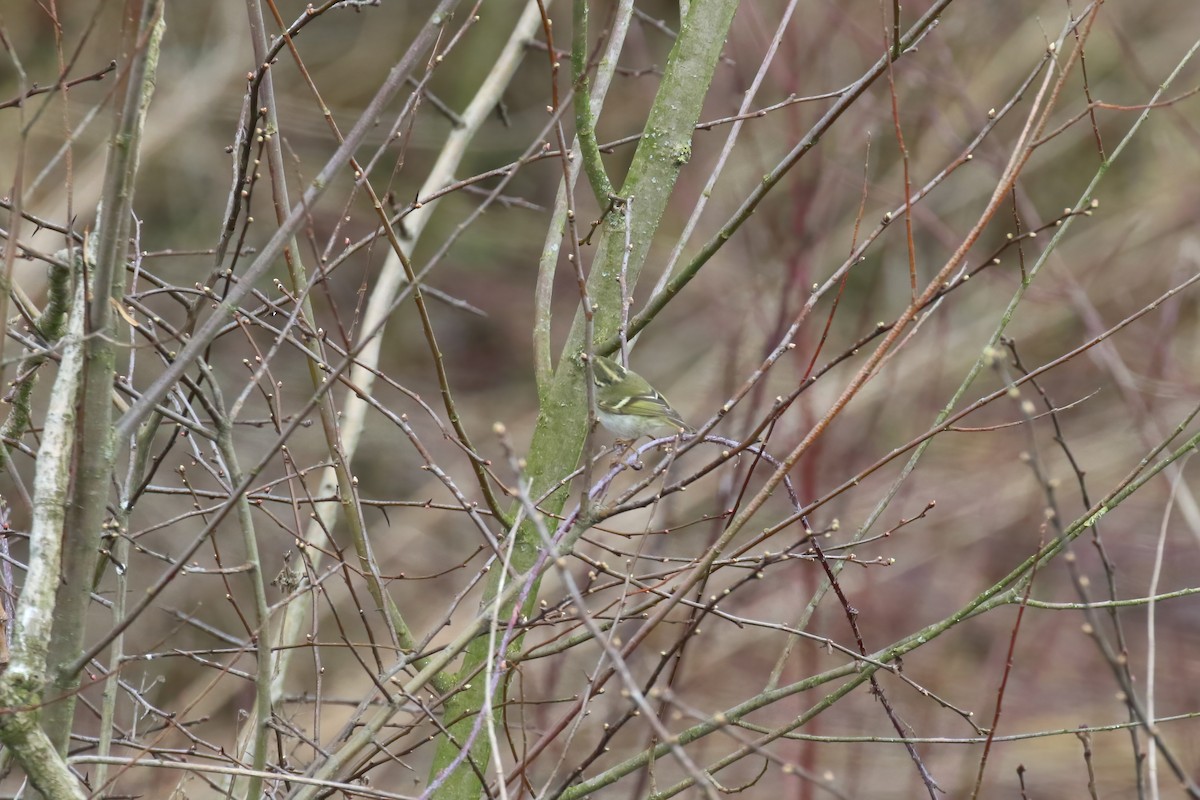 Pallas's Leaf Warbler - ML640429051