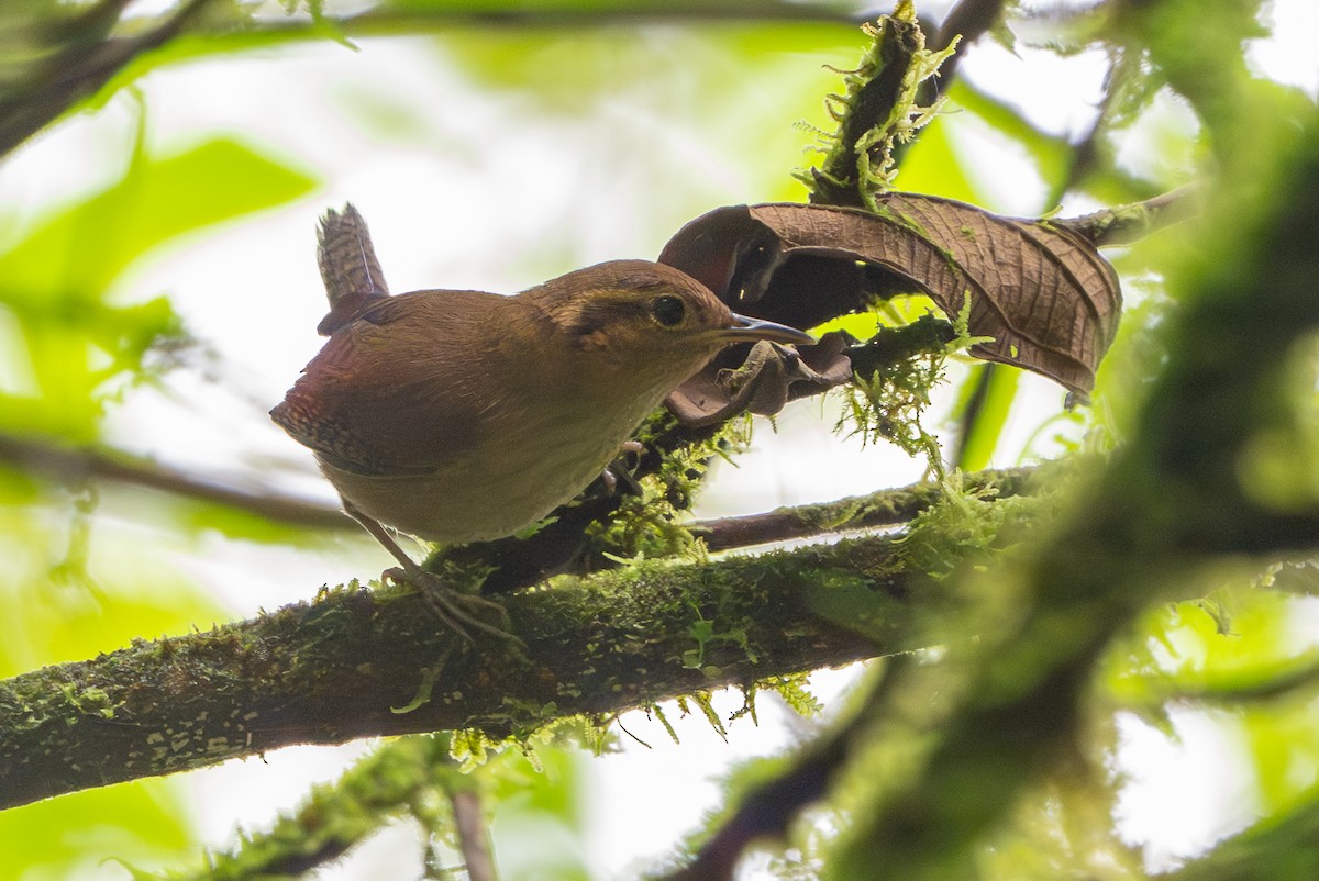 Ochraceous Wren - ML640429057