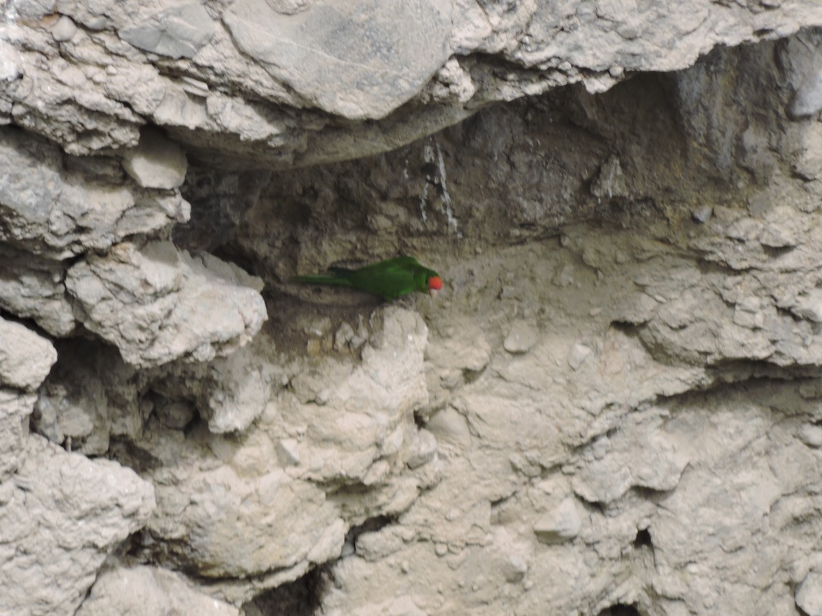 Scarlet-fronted Parakeet - ML640429062
