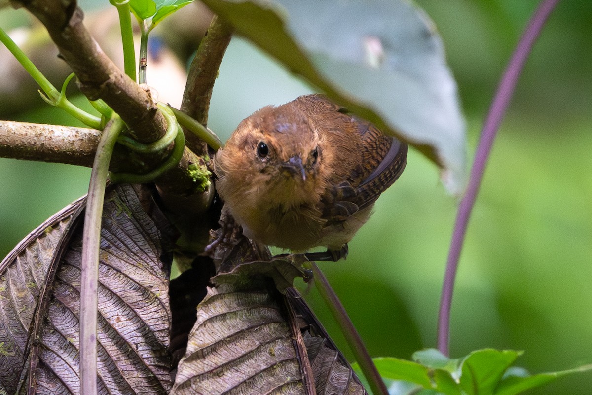 Ochraceous Wren - ML640429063