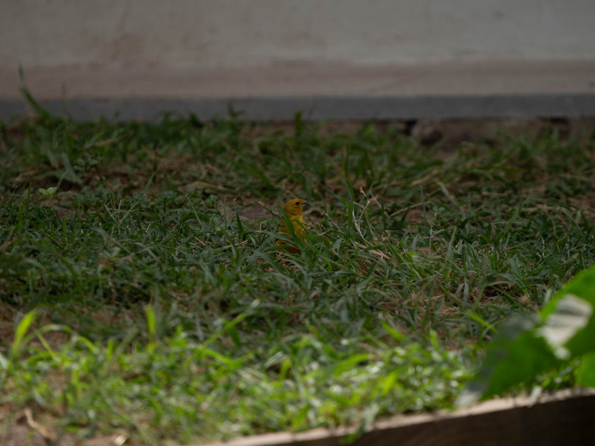 Saffron Finch - ML640429068