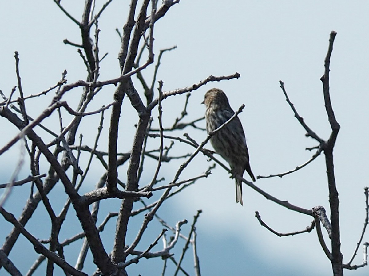 Pine Siskin - ML640429071
