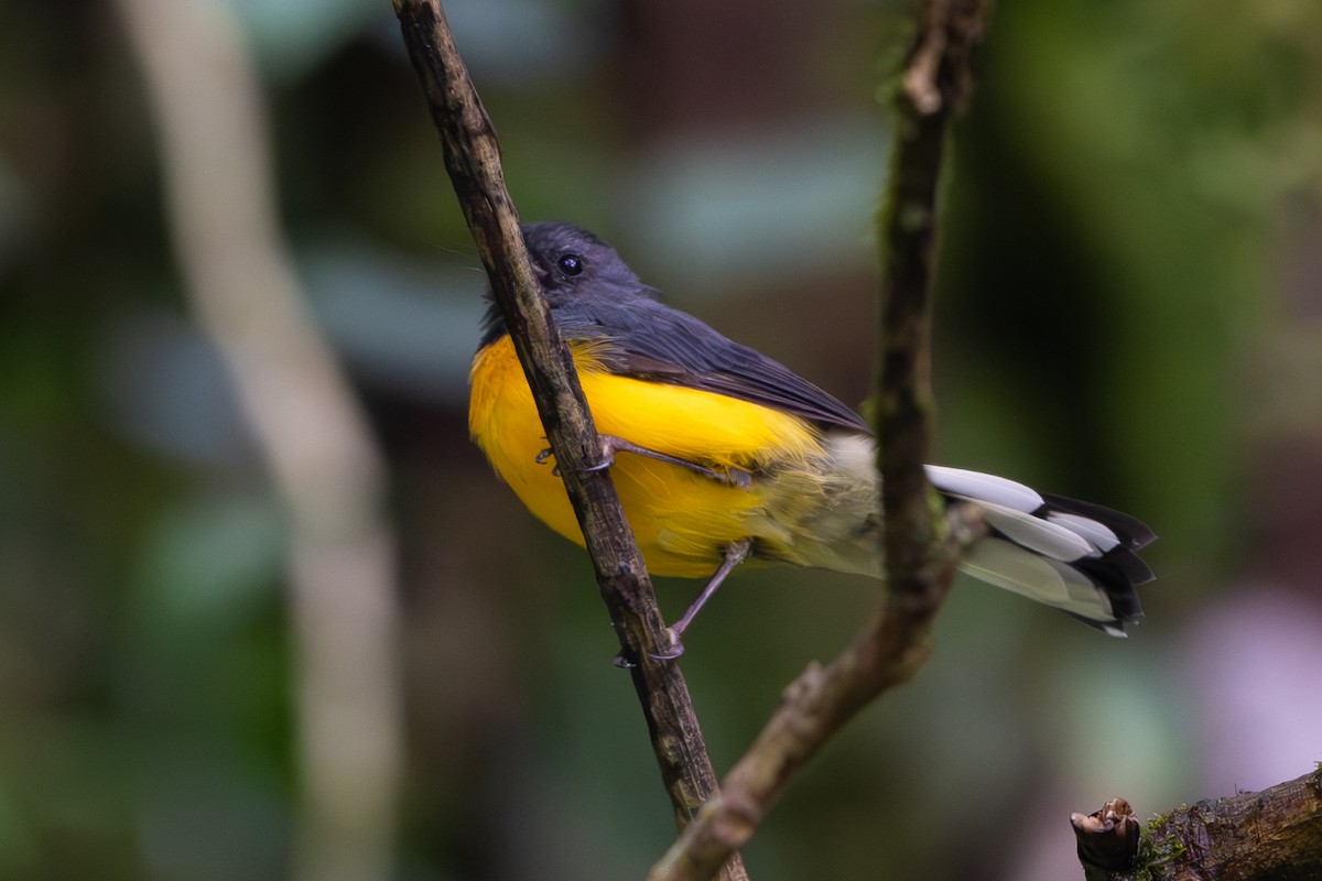 Slate-throated Redstart - ML640429072